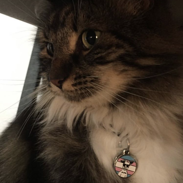 Magnetic round Get Your Joey logo lapel pin being worn on the collar of a cat. Logo is a smiling kangaroo with sunglasses in front of a trans flag